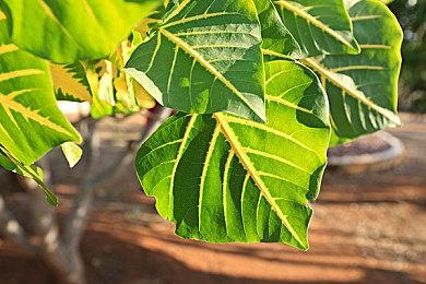 西行归来战妖魔《西游志：山海战纪》正式定档12月18日发售
