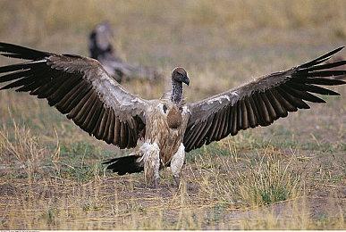 《战神：诸神黄昏》开发商号召玩家不要传播剧透内容